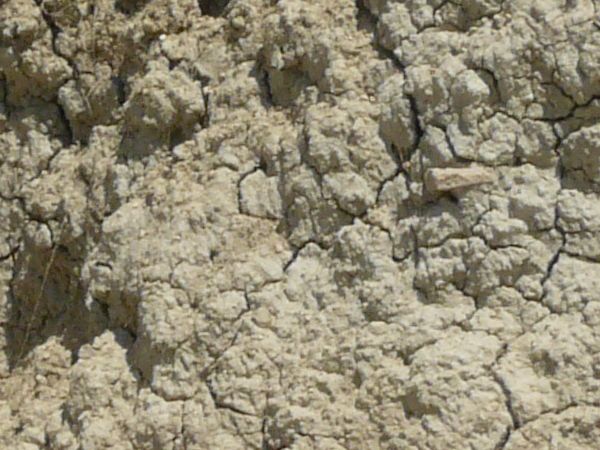 Texture of whitish-grey bumpy dirt wall with cracking from dryness and patches of brown plant roots.